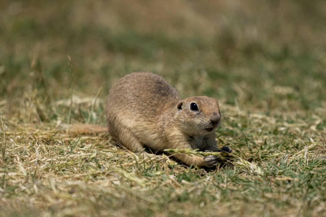 Toprağın verimliliğine katkı sağlayan gelengiler ortaya çıktı 8